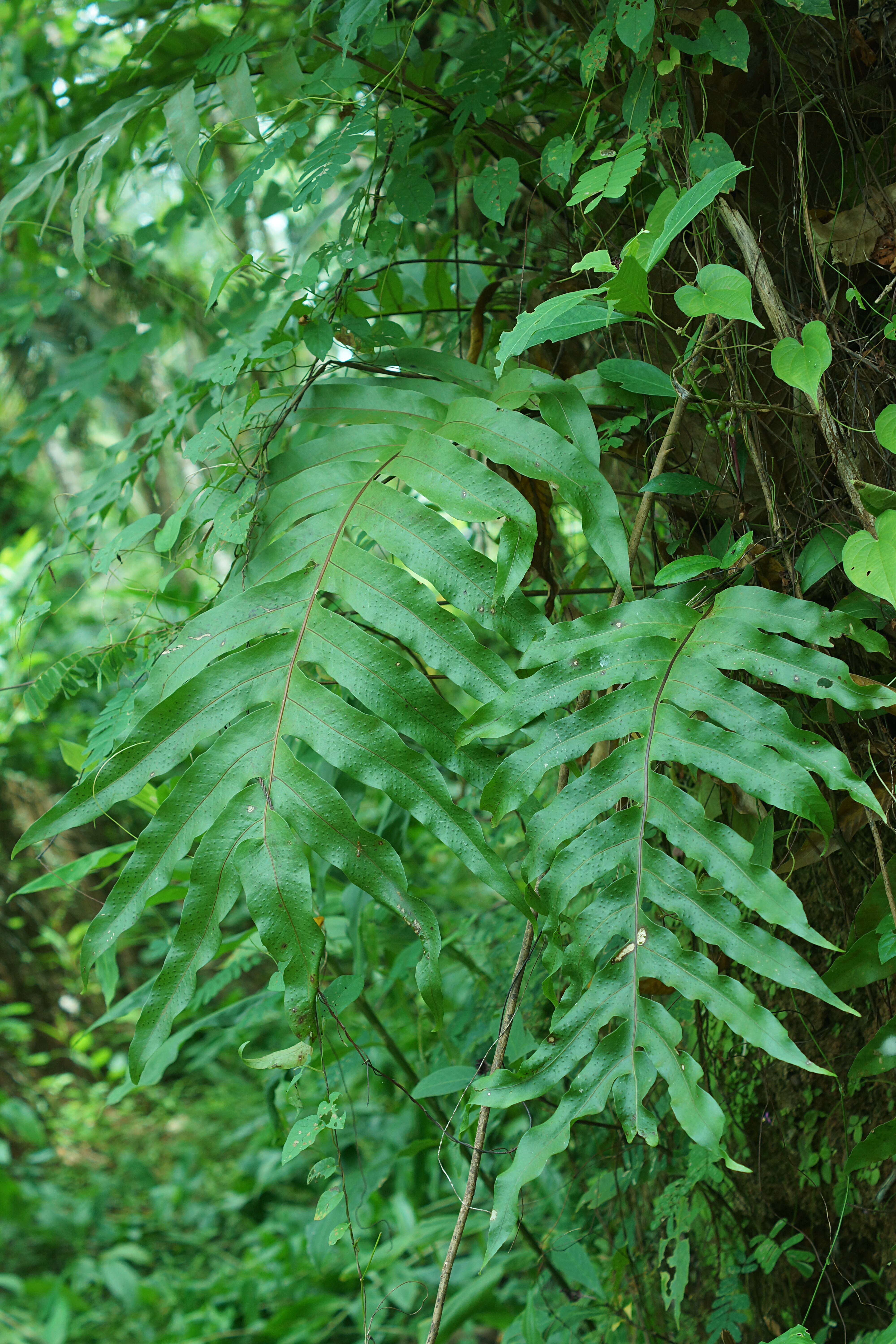 Image of basket fern