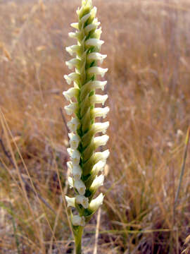 Image of hooded lady's tresses