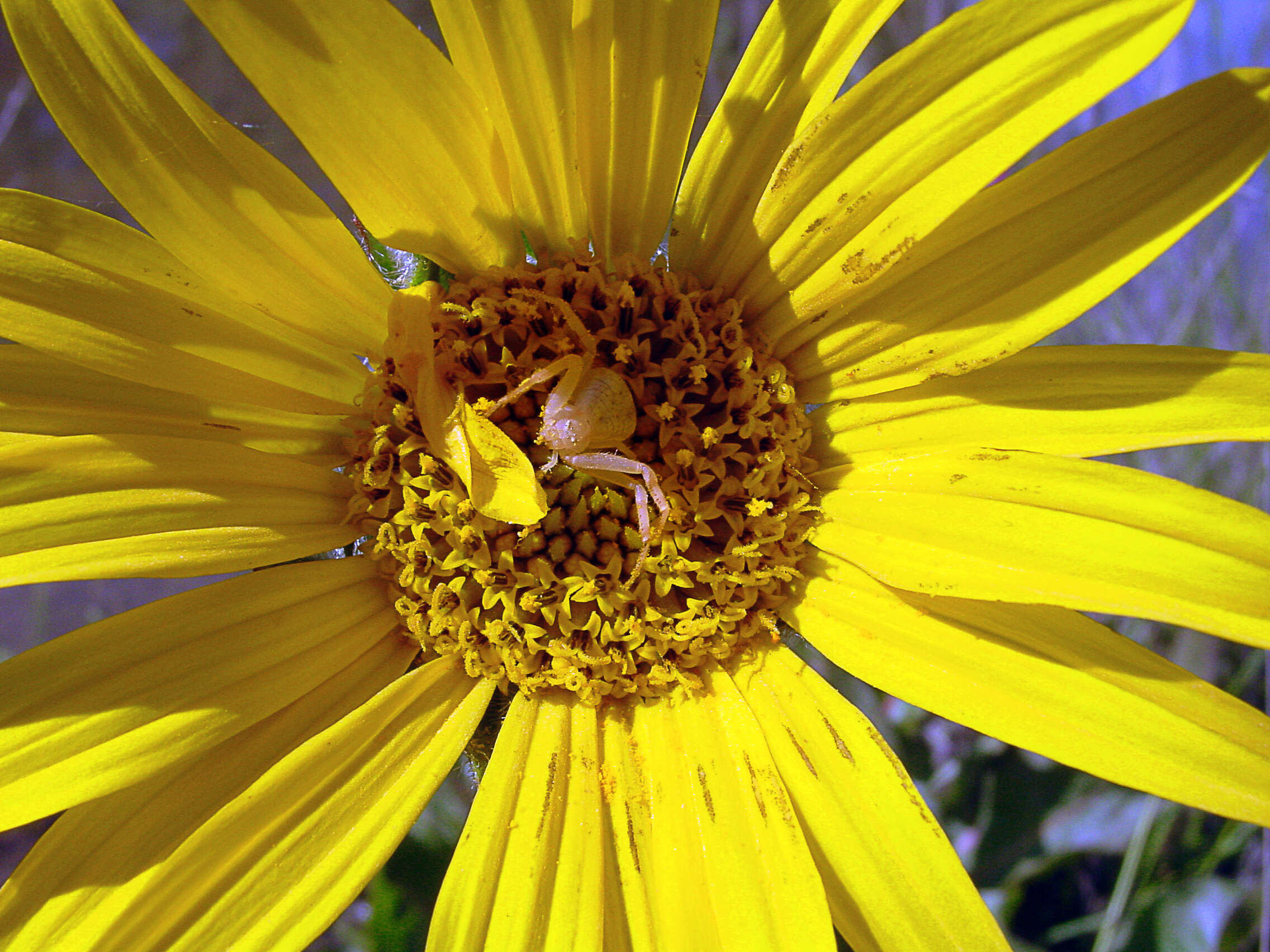 Wyethia angustifolia (DC.) Nutt. resmi