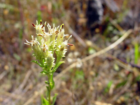 Image of Columbian whitetop aster