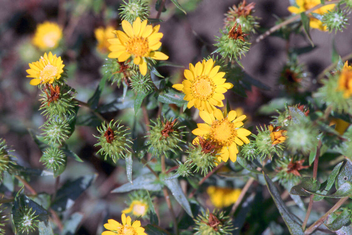 Image of Entire-leaved Gumweed