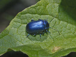 Image of Oreina cacaliae