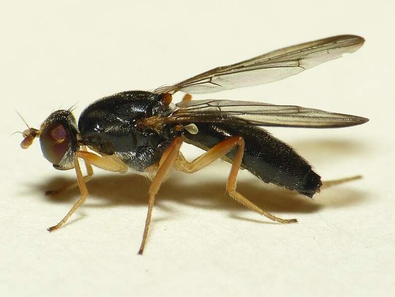 Image of Chyliza leptogaster (Panzer 1798)