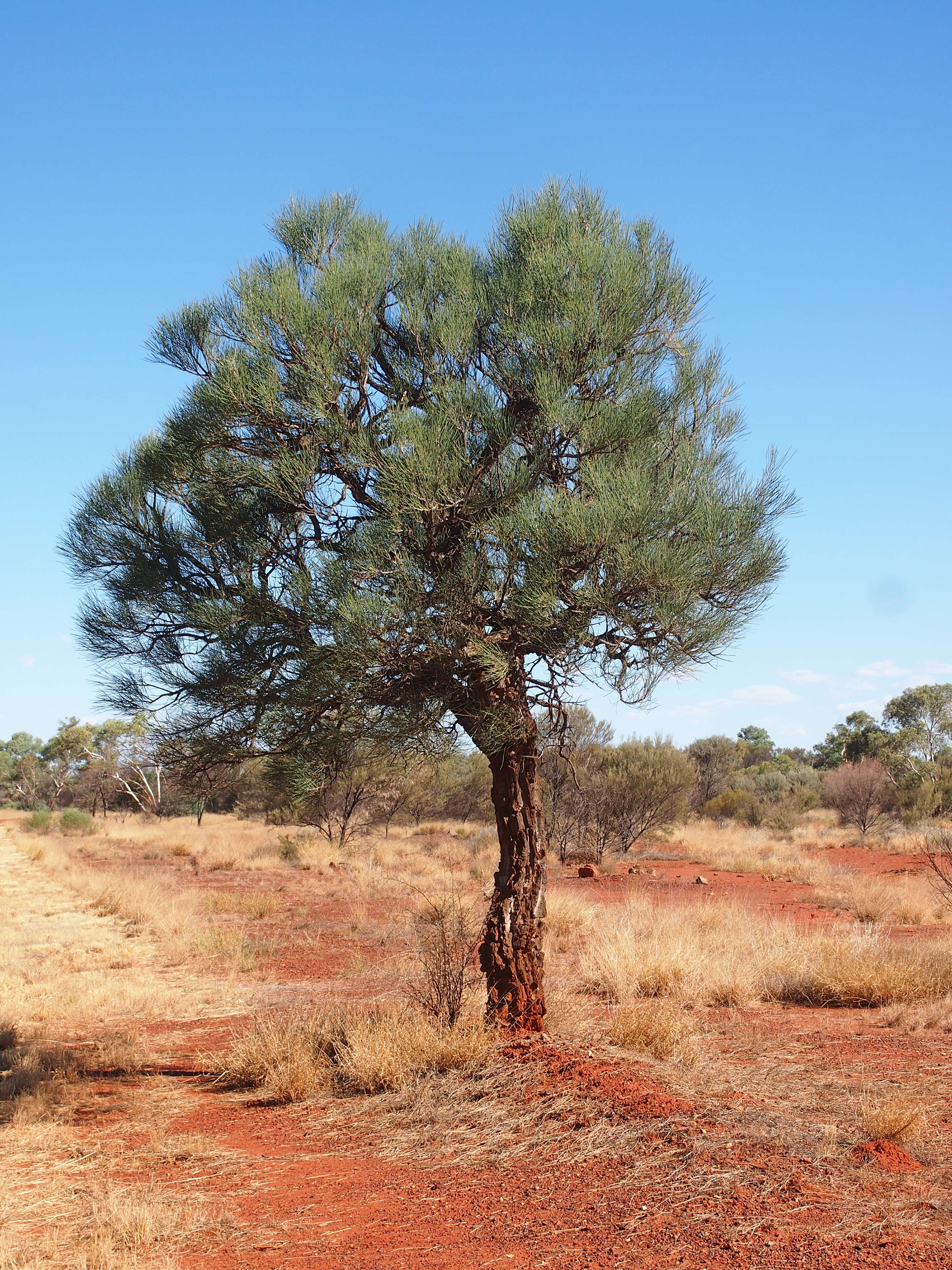 Image of Bootlace oak