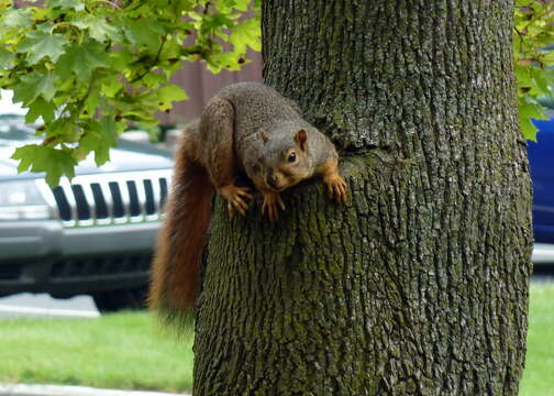 Image of Sciurus subgen. Sciurus Linnaeus 1758