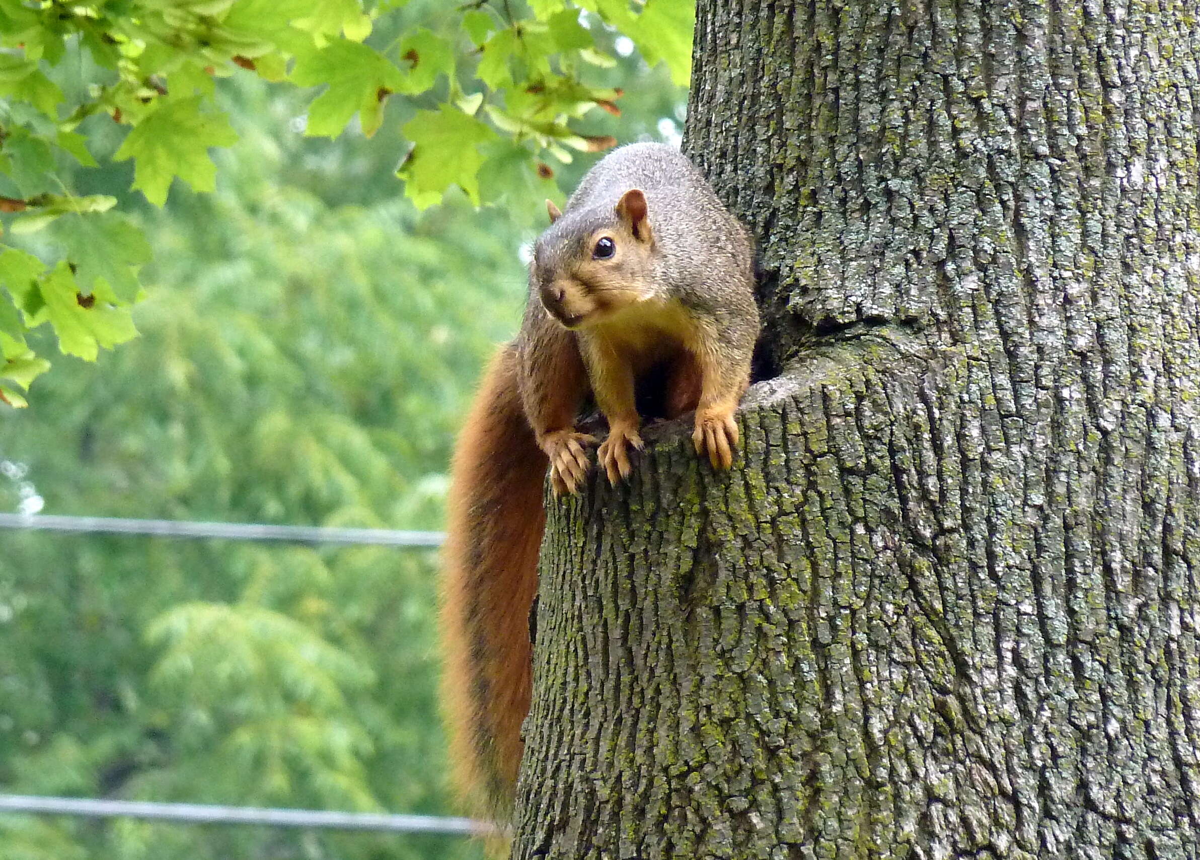 Image of Sciurus subgen. Sciurus Linnaeus 1758