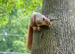 Image of Sciurus subgen. Sciurus Linnaeus 1758