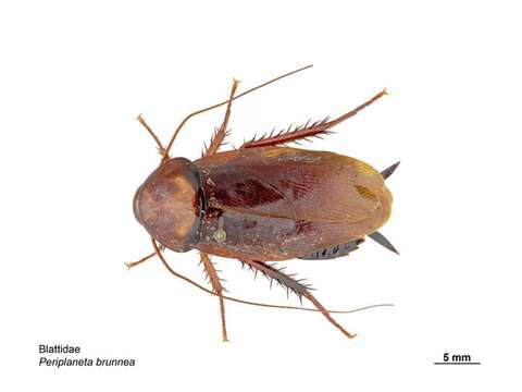 Image of Large Brown Cockroach