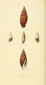 Image of Scabricola bicolor (Swainson 1824)