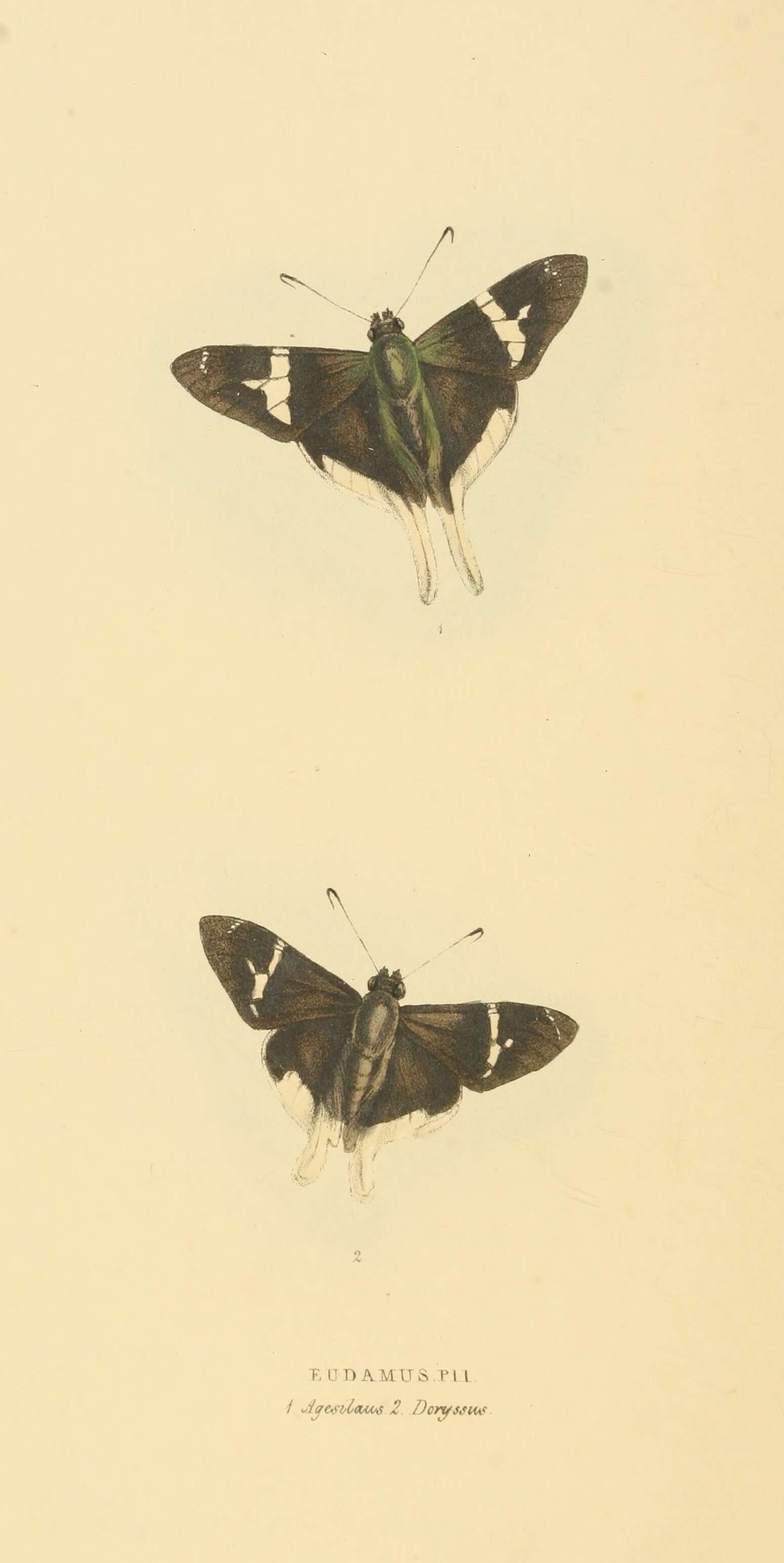 Image of Urbanus doryssus Swainson 1831