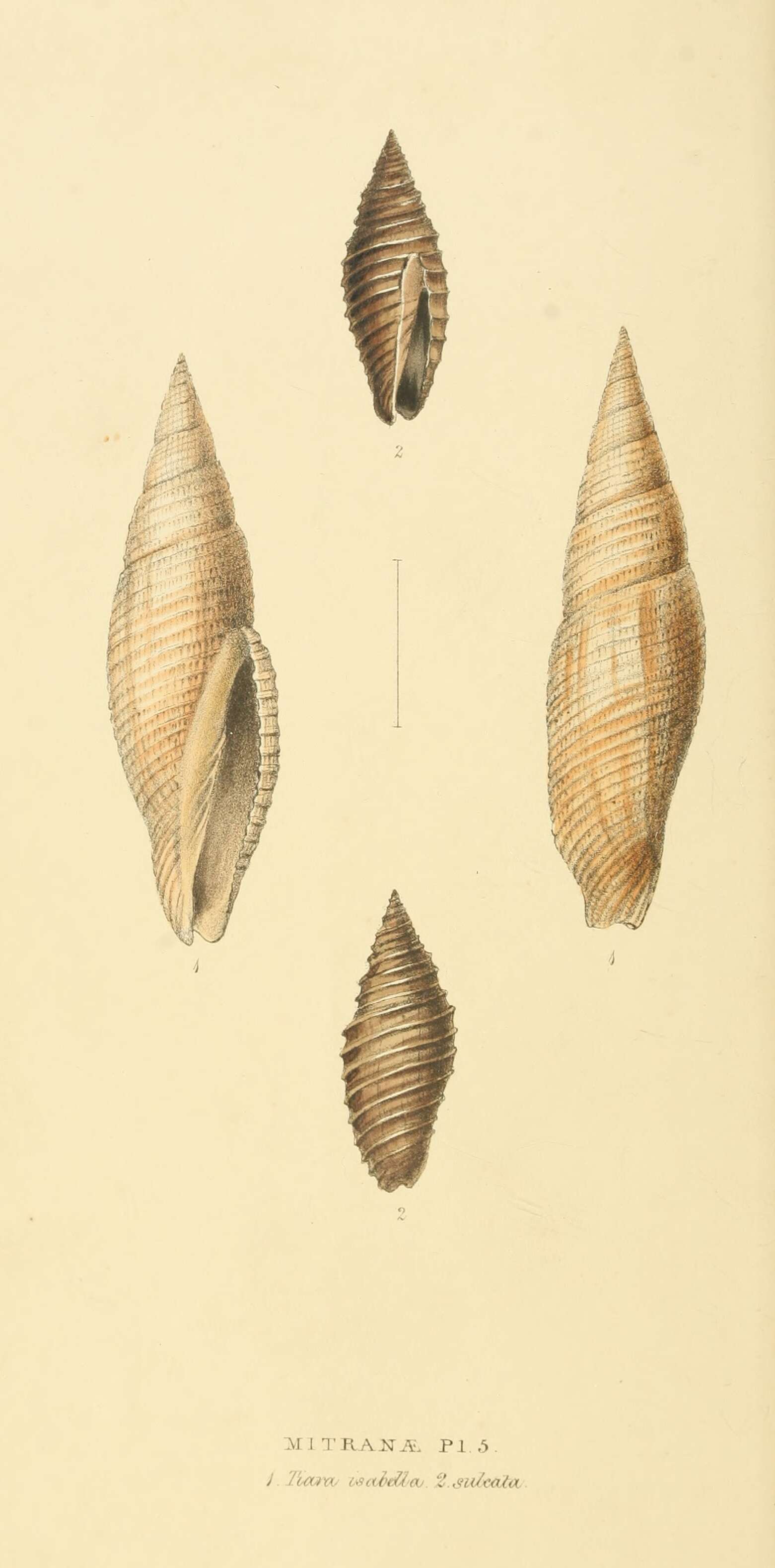 Image of Cancilla isabella (Swainson 1831)