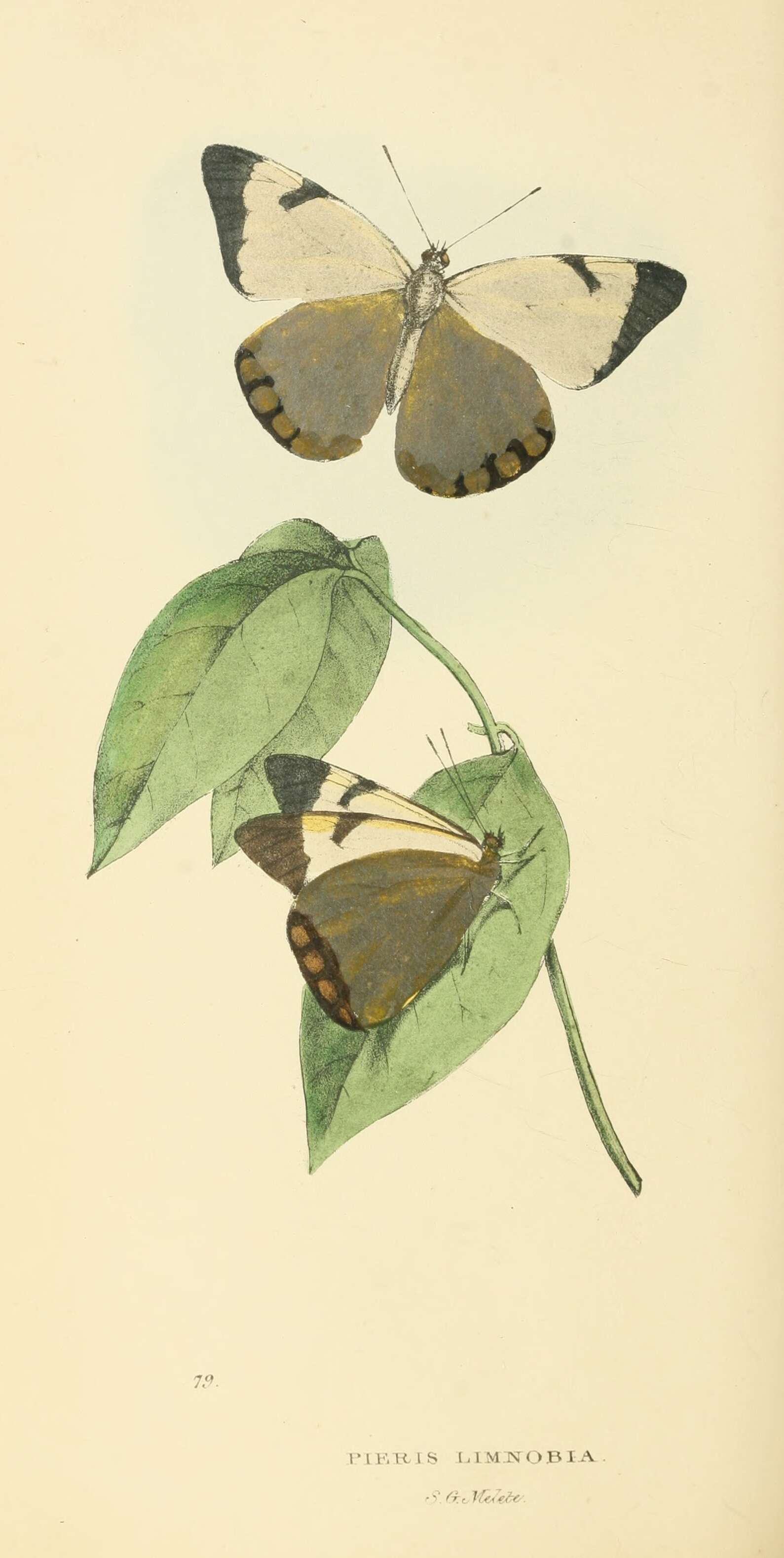 Image of Melete lycimnia (Cramer (1777))