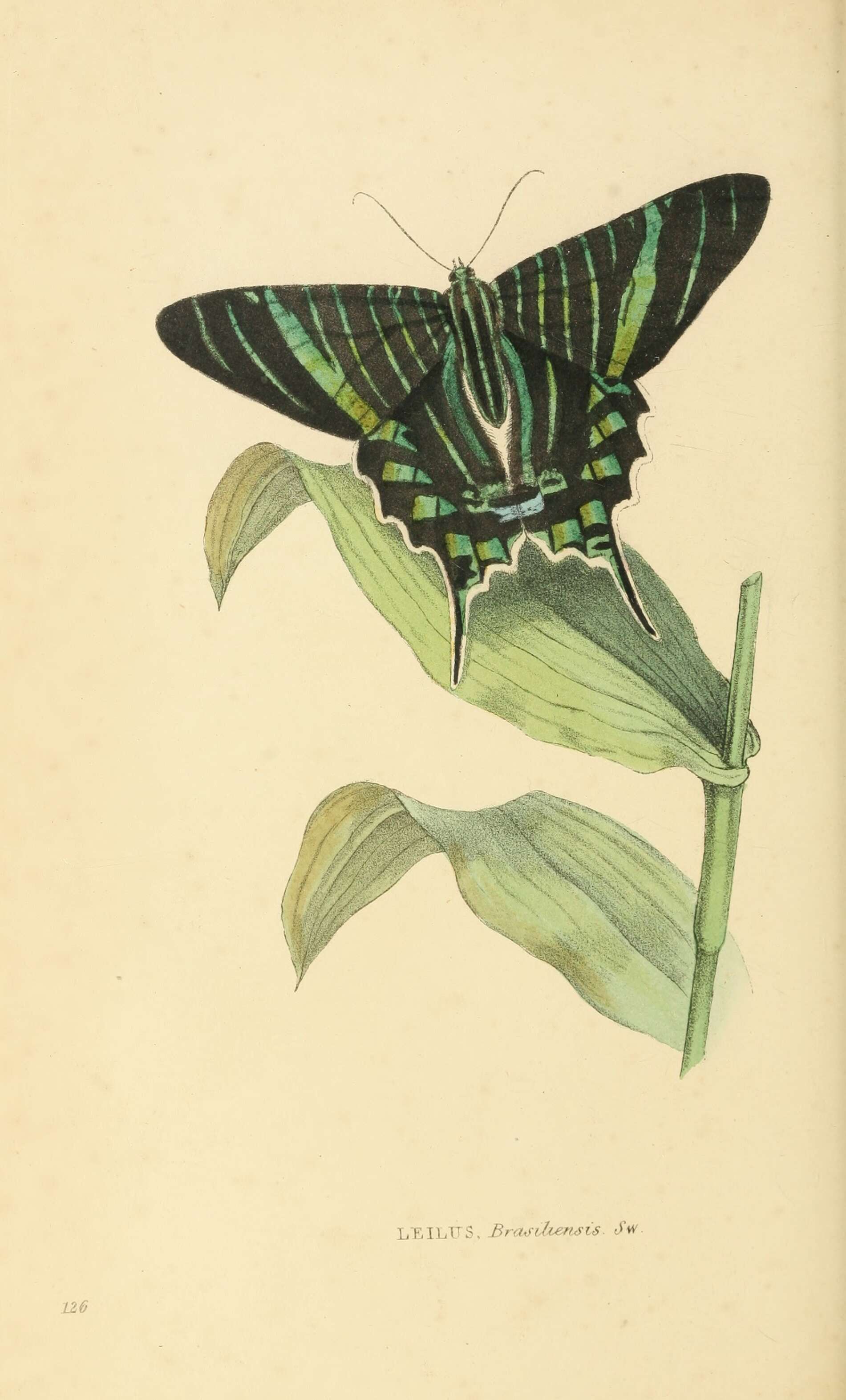 Image of Urania brasiliensis Swainson 1833