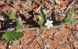 Image of Convolvulus clementii Domin