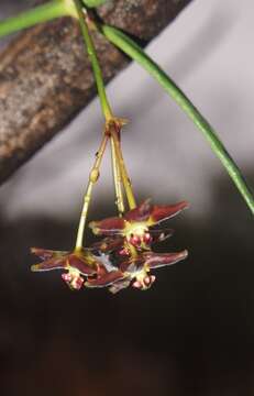 Image of Marsdenia australis (R. Br.) Druce