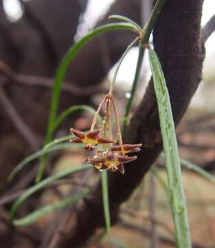 Image of Marsdenia australis (R. Br.) Druce