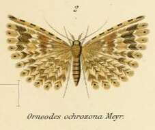 Image of Alucita ochrozona Meyrick 1910