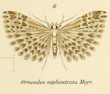 Image de Alucita niphostrota Meyrick 1907