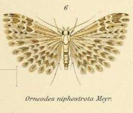 Image de Alucita niphostrota Meyrick 1907