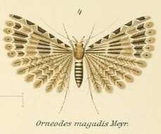 Image of Alucita magadis Meyrick 1907