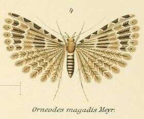 Image of Alucita magadis Meyrick 1907