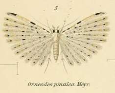 Image de Alucita pinalea Meyrick 1907