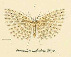 Image de Alucita ischalea Meyrick 1905