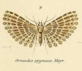 Image de Alucita pygmaea Meyrick 1890