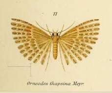 Image of Alucita thapsina Meyrick 1905