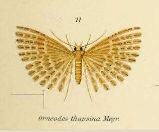 Image de Alucita thapsina Meyrick 1905
