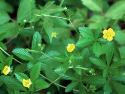 Image of common cinquefoil