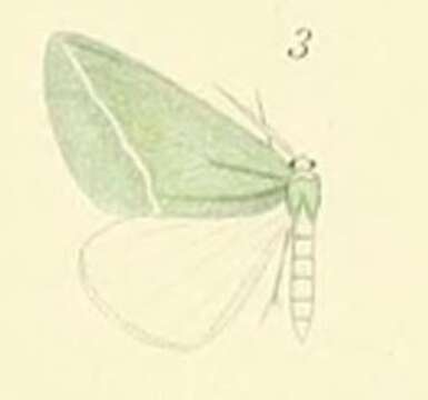 Plancia ëd Chlorosterrha