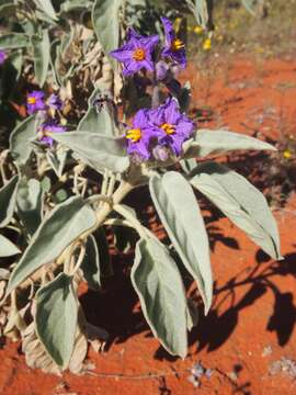 Image of Solanum quadriloculatum F. Müll.