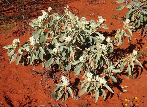 Image of Solanum quadriloculatum F. Müll.