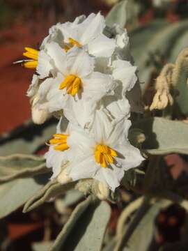 Image of Solanum quadriloculatum F. Müll.