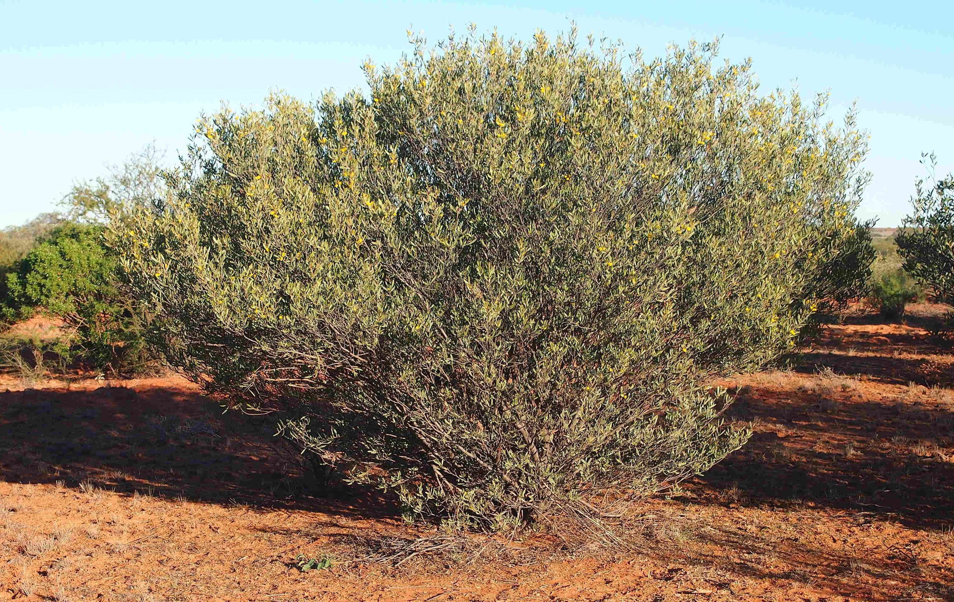 Image of Acacia kempeana F. Muell.