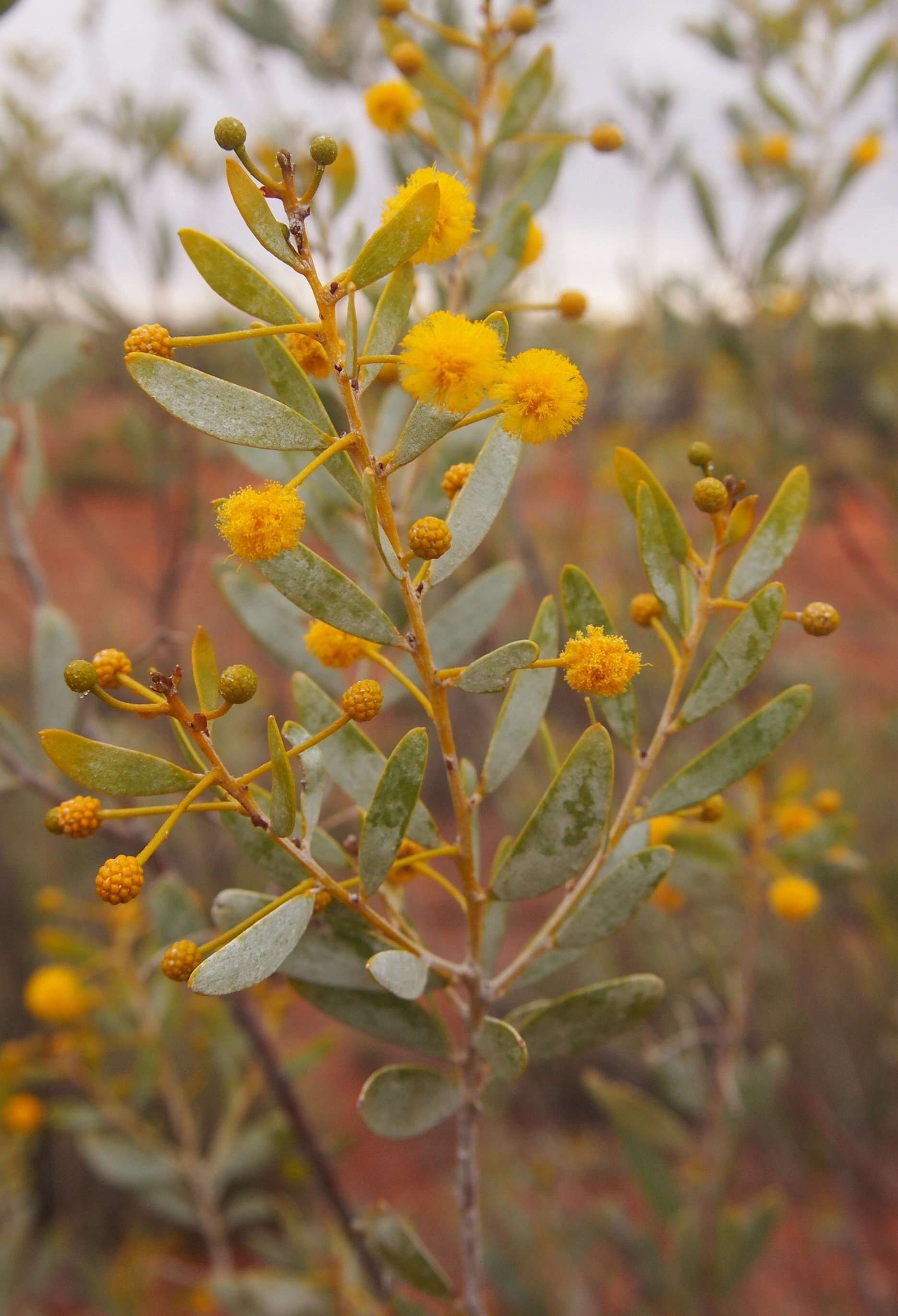 Image de Acacia melleodora Pedley