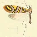 Image of Nemophora seraphias Meyrick 1907
