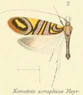 Image of Nemophora seraphias Meyrick 1907