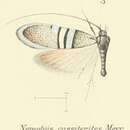 Image of Nemophora cassiterites Meyrick 1907