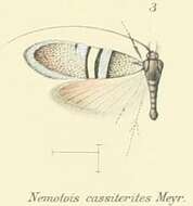 Image of Nemophora cassiterites Meyrick 1907