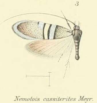 Imagem de Nemophora cassiterites Meyrick 1907