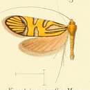 Image of Nemophora augantha Meyrick 1907