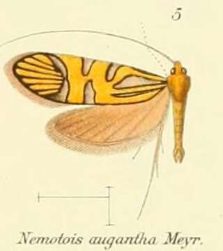 Image of Nemophora augantha Meyrick 1907