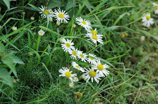 Imagem de Tripleurospermum inodorum (L.) Sch.-Bip