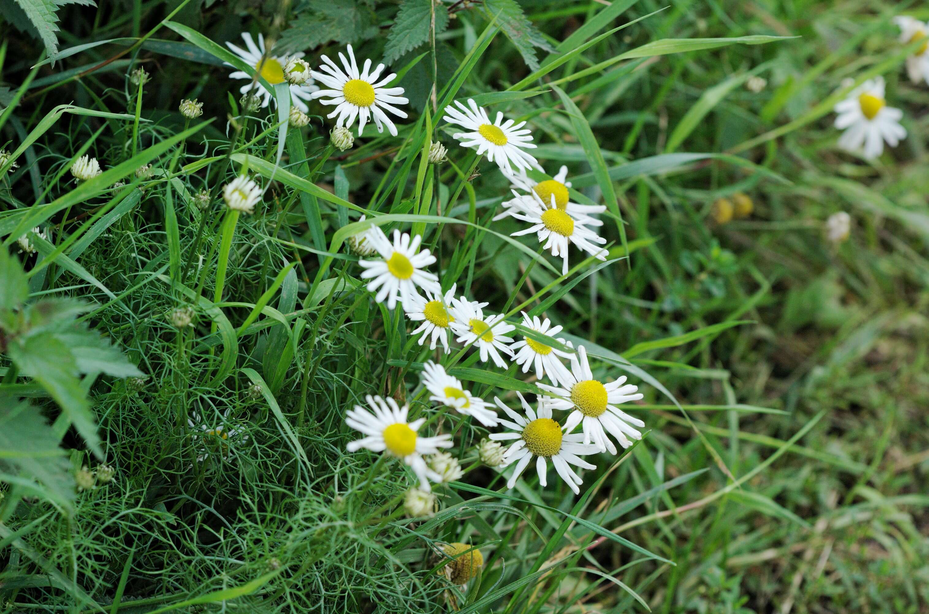 Image of scentless false mayweed