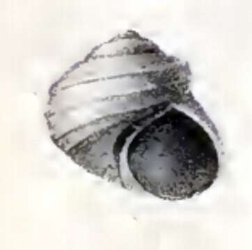 Image of Liotia arenula E. A. Smith 1890