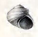 Слика од Liotia arenula E. A. Smith 1890