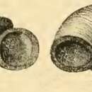 Image of Liotia atomus Issel 1869