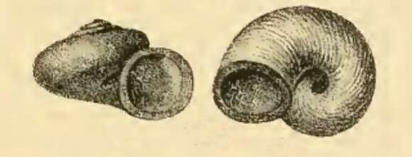 Image de Liotia atomus Issel 1869